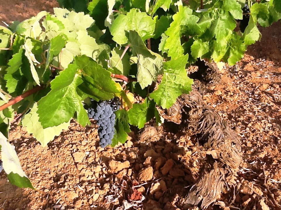 Cepa_Bobal_Sentencia